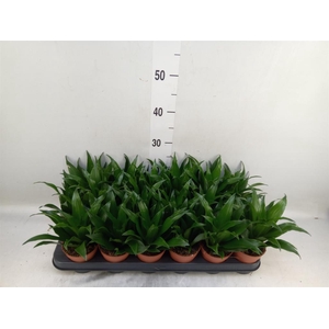 Dracaena frag. 'Compacta'