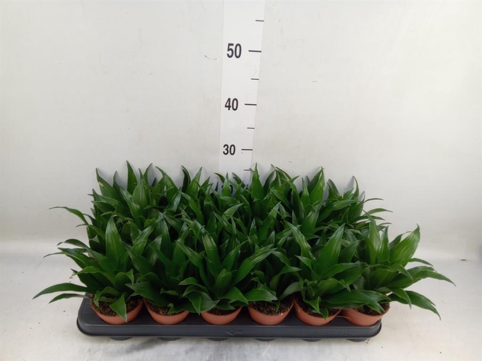 <h4>Dracaena frag. 'Compacta'</h4>