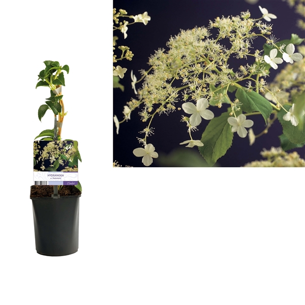 <h4>Hydrangea a. 'Petiolaris' +light label</h4>