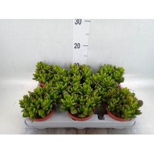 Crassula ovata 'Gandalf'