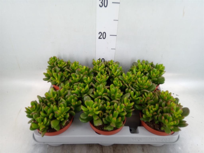 <h4>Crassula ovata 'Gandalf'</h4>