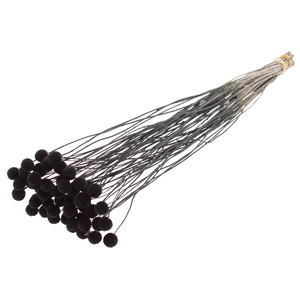 Craspedia Dried Black