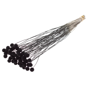 Craspedia Dried Black