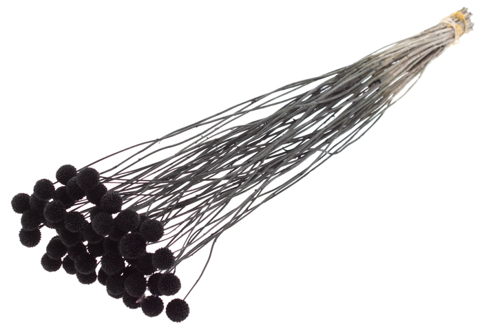 <h4>Craspedia Dried Black</h4>