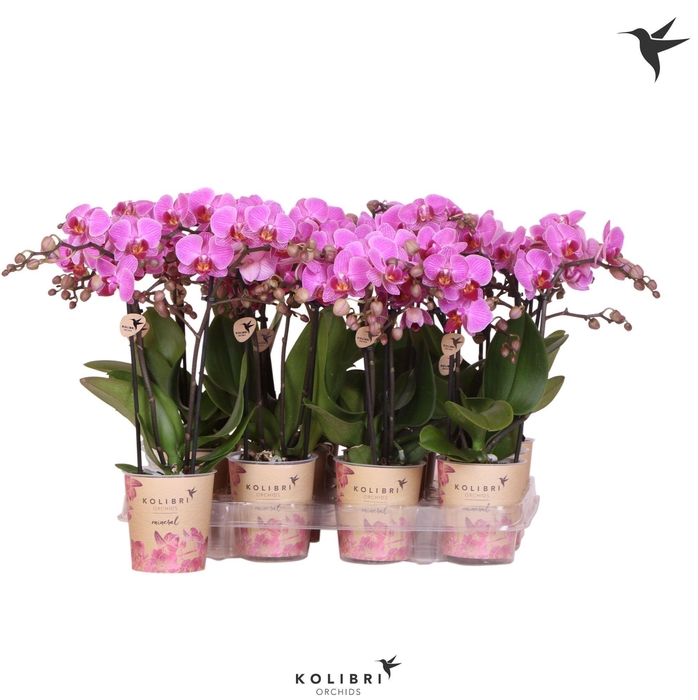 <h4>Kolibri Orchids Phalaenopsis Violet 2 spike</h4>