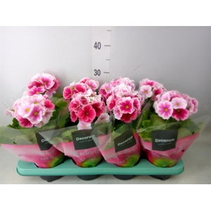 Primula obcon. 'Touch Me Red White'