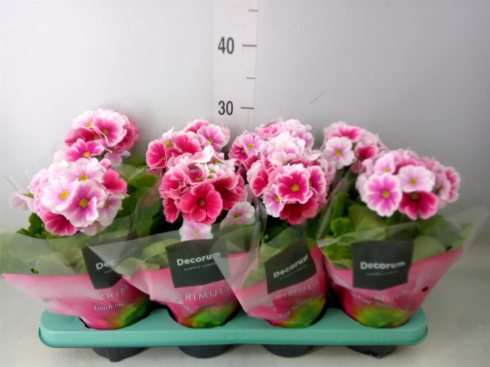<h4>Primula obcon. 'Touch Me Red White'</h4>