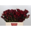 Leucadendron Blush Spray