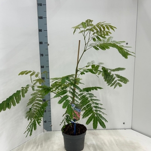 Albizia julibrissin Ombrella® ('Boubri'PBR)