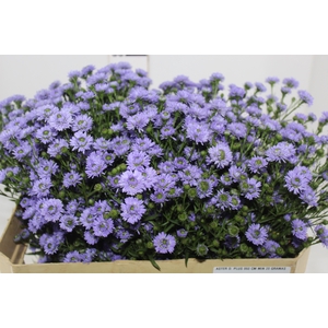 ASTER D. PLUS 060 CM MIN 20 GRAMAS