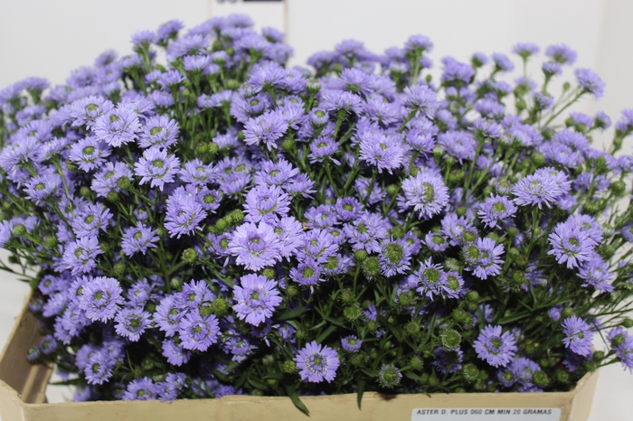 <h4>ASTER D. PLUS 060 CM MIN 20 GRAMAS</h4>