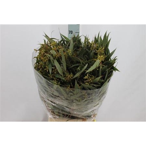 Euca Exotica Bes Met Blad