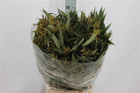 <h4>Euca Exotica Bes Met Blad</h4>