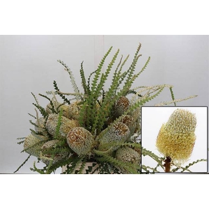 BANKSIA SPECIOSA