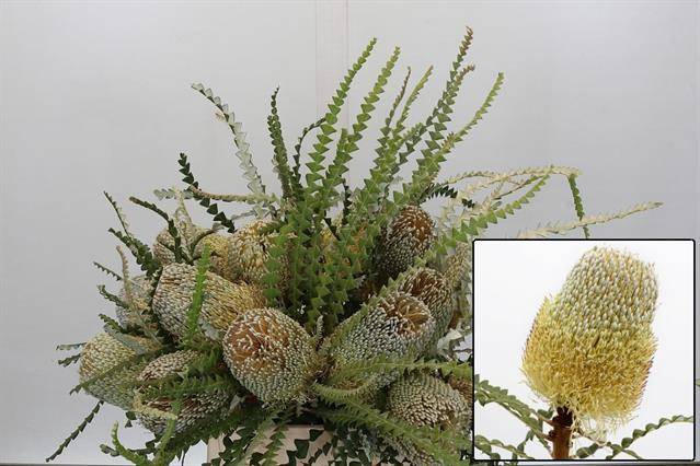 <h4>BANKSIA SPECIOSA</h4>