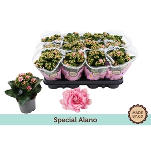 Kalanchoe Calandiva Weaver
