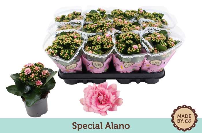<h4>Kalanchoe Calandiva Weaver</h4>