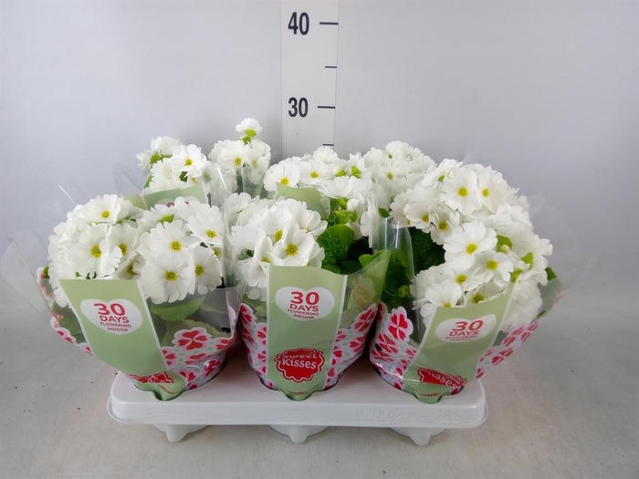 <h4>Primula obcon. 'Touch Me White'</h4>