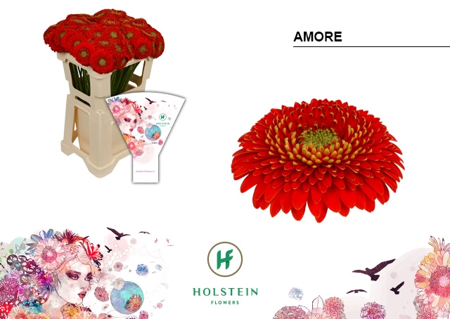 <h4>GE BV Gerponi Amore</h4>