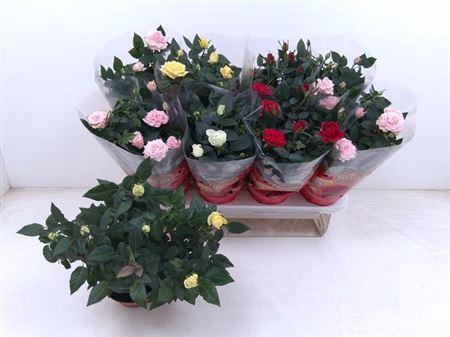 <h4>Ro Fav Ro Gem 4 Srt</h4>