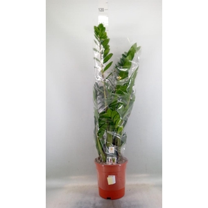Zamioculcas zamiifolia