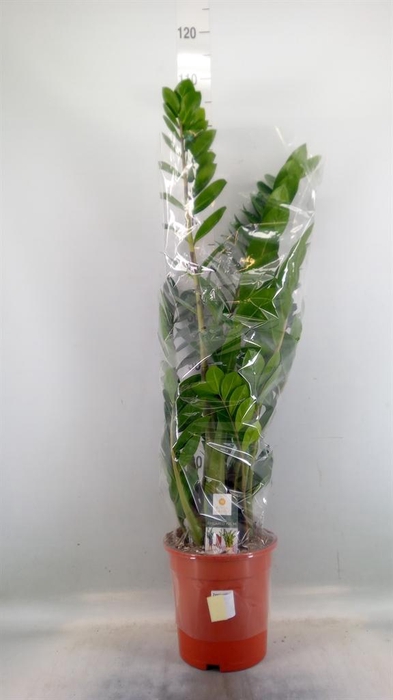 <h4>Zamioculcas zamiifolia</h4>