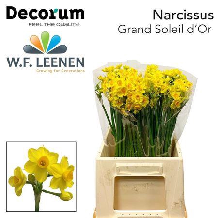 <h4>Narc Ta Soleil Dor L55</h4>