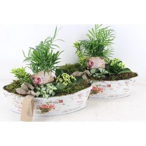 arr2 TD - Rozen boot - geel/wit