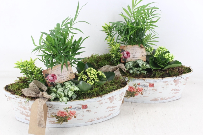 <h4>arr2 TD - Rozen boot - geel/wit</h4>