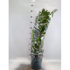 Zamioculcas zamiifolia