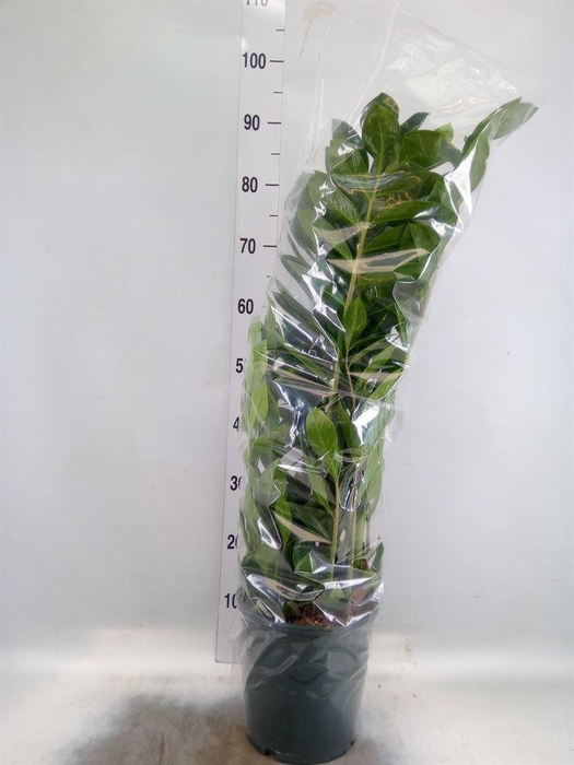 <h4>Zamioculcas zamiifolia</h4>