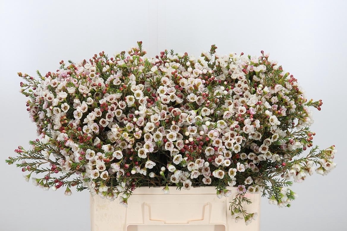 <h4>Chame Moonl Delight</h4>