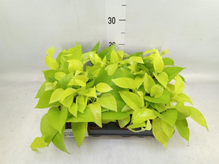 <h4>Philodendron ...</h4>