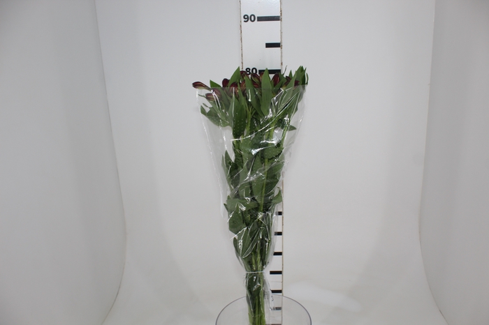 <h4>ALSTROEMERIA NAPOLI 080 CM</h4>