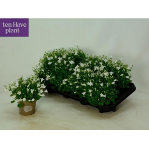 CAMP POR PORT ICE WH