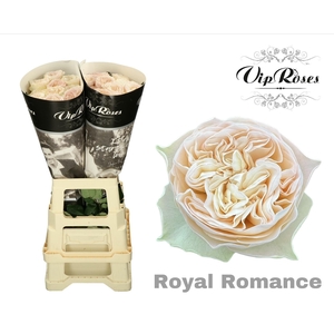 R Gr Royal Romance