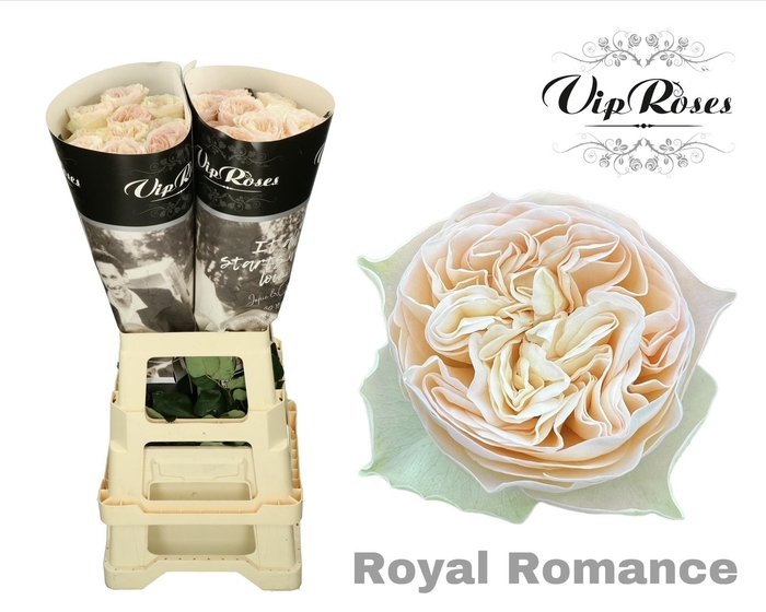 <h4>R Gr Royal Romance</h4>