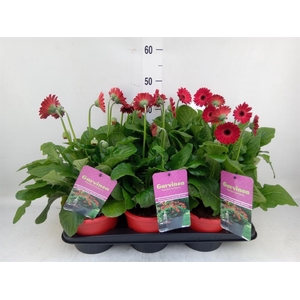 Gerbera  'Garvinea Sweet Love'