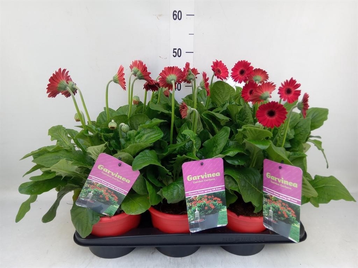 <h4>Gerbera  'Garvinea Sweet Love'</h4>