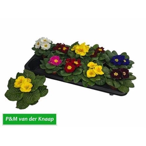 Prim Ac Paradiso Gem