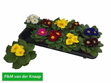 <h4>Prim Ac Paradiso Gem</h4>