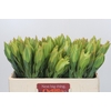 Leucadendron Procerum