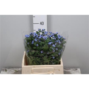 Myos Blue