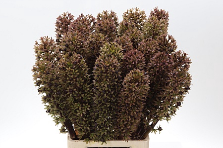 <h4>Eucomis Sp Burgundy</h4>