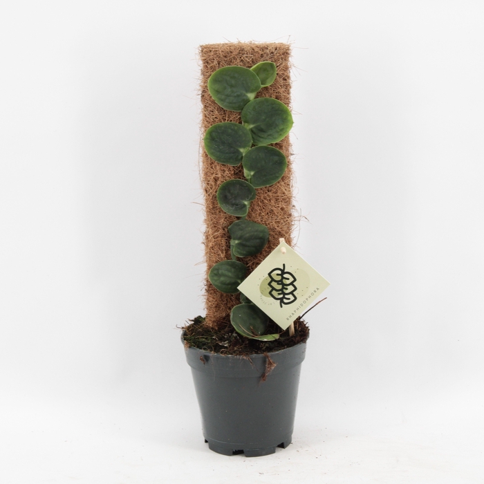 <h4>Rhaphidophora Celatocaulis</h4>