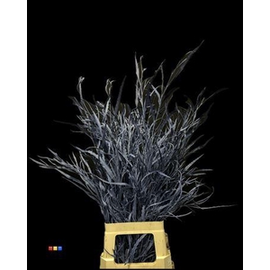 Grevillea Marine Blue