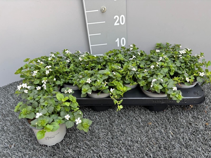 <h4>SUTERA SNOWFLAKE</h4>