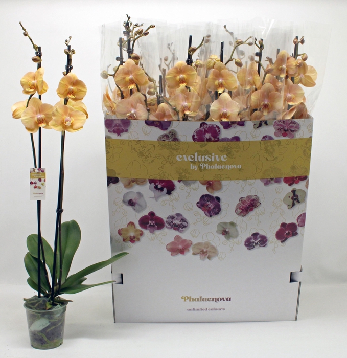 <h4>PHAL OV ORANJE</h4>