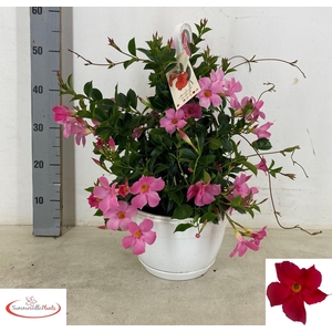 MANDE SUN FASH PINK