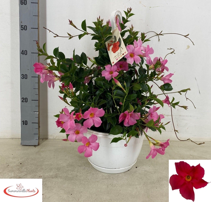 <h4>MANDE SUN FASH PINK</h4>